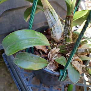 Dendrobium Delicatum