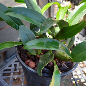 Dendrobium Speciosum