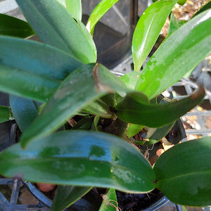 Dendrobium Speciosum