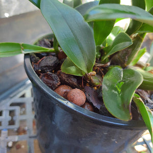 Dendrobium Speciosum
