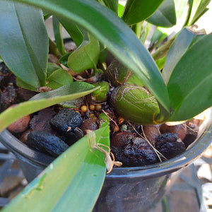 Dendrobium Speciosum
