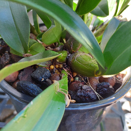 Dendrobium Speciosum