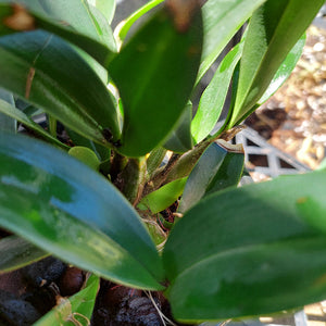 Dendrobium Speciosum