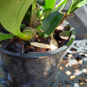 Dendrobium Speciosum