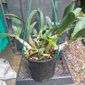 Dendrobium Speciosum