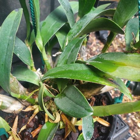 Dendrobium Speciosum