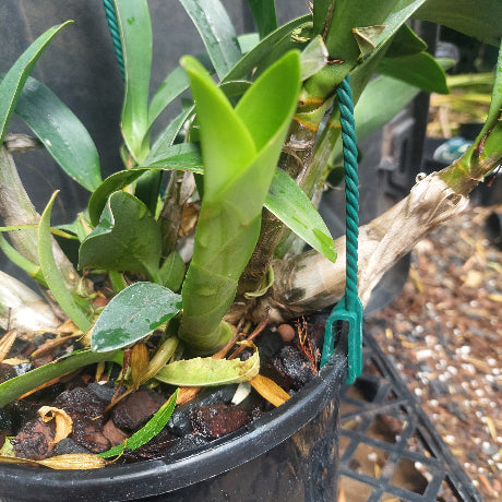 Dendrobium Speciosum