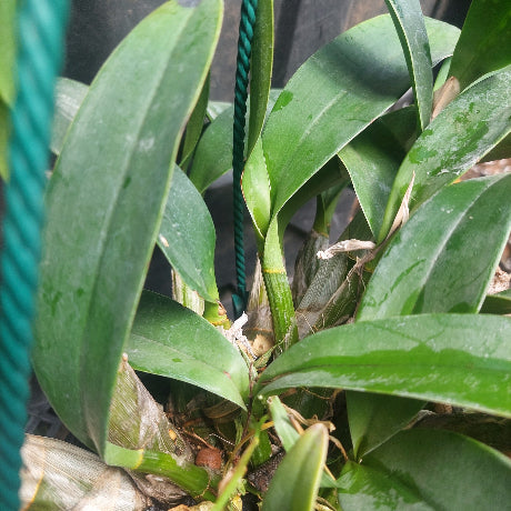 Dendrobium Speciosum