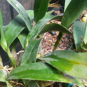 Dendrobium Speciosum