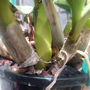 Dendrobium Speciosum