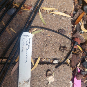 Dendrobium Speciosum