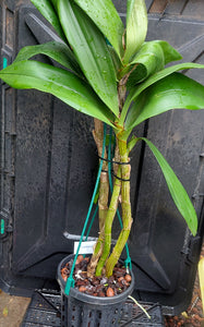 Dendrobium Australian Goldrush Orchid