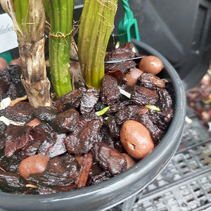 Dendrobium Australian Goldrush Orchid