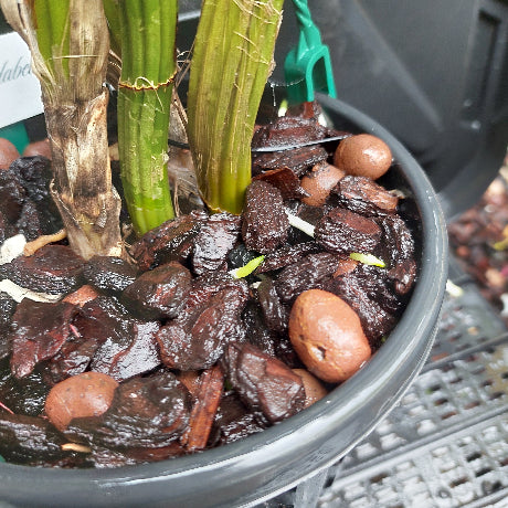 Dendrobium Australian Goldrush Orchid