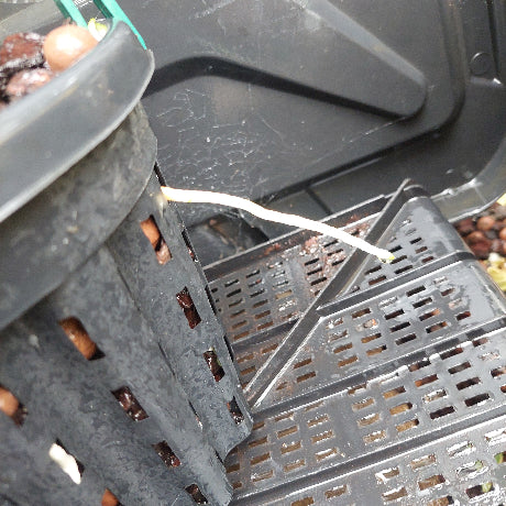 Dendrobium Australian Goldrush Orchid