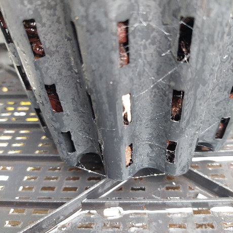 Dendrobium Australian Goldrush Orchid