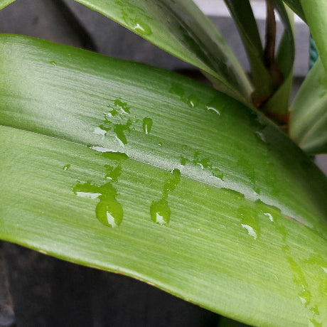 Dendrobium Australian Goldrush Orchid
