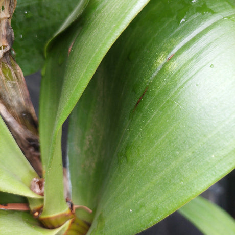Dendrobium Australian Goldrush Orchid