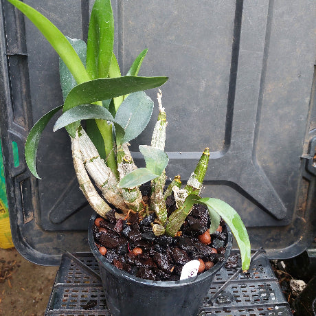 Dendrobium Cosmic Gold Big Yellow Flower