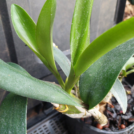 Dendrobium Cosmic Gold Big Yellow Flower
