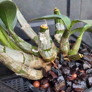Dendrobium Cosmic Gold Big Yellow Flower
