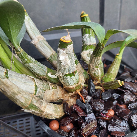 Dendrobium Cosmic Gold Big Yellow Flower
