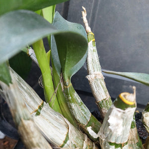 Dendrobium Cosmic Gold Big Yellow Flower