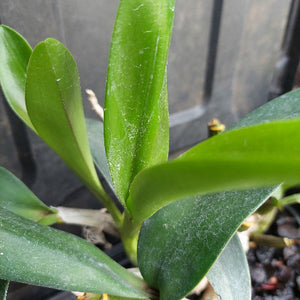Dendrobium Cosmic Gold Big Yellow Flower