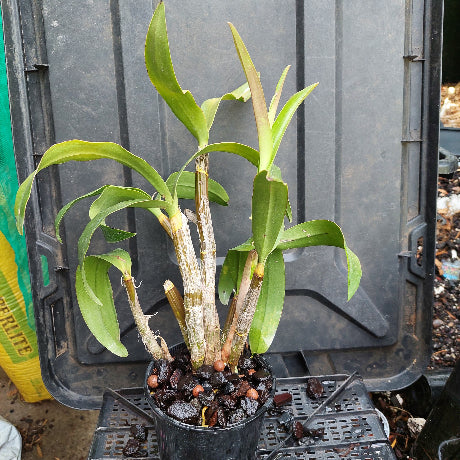 Dendrobium Brimbank Sunshine Division