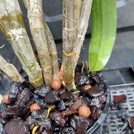 Dendrobium Brimbank Sunshine Division