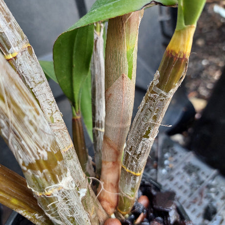 Dendrobium Brimbank Sunshine Division