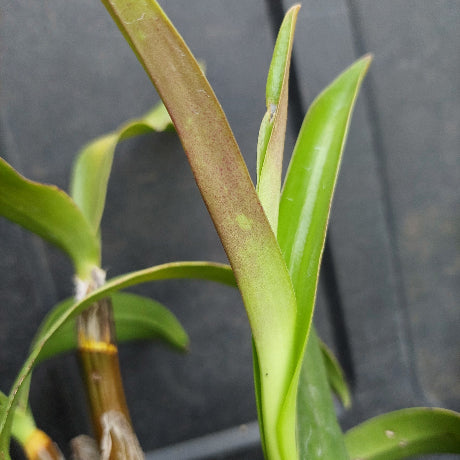 Dendrobium Brimbank Sunshine Division