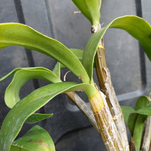 Dendrobium Brimbank Sunshine Division