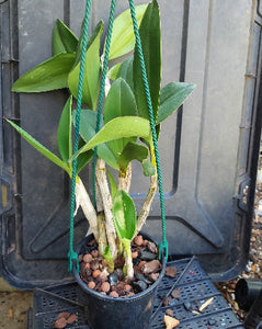 Dendrobium Avrils Gold Orchid