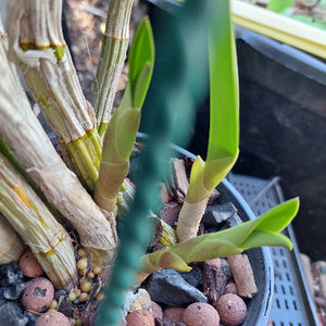 Dendrobium Avrils Gold Orchid