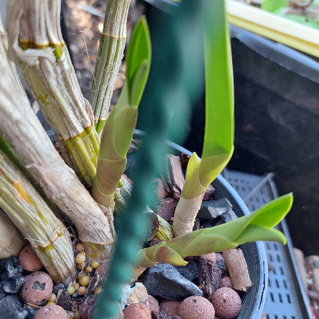 Dendrobium Avrils Gold Orchid