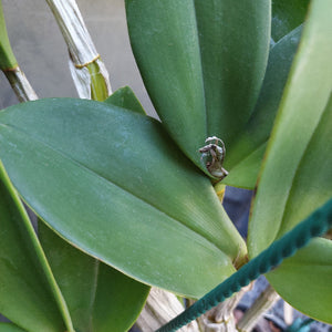 Dendrobium Avrils Gold Orchid