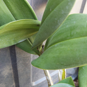 Dendrobium Avrils Gold Orchid