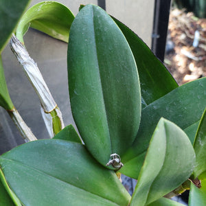 Dendrobium Avrils Gold Orchid