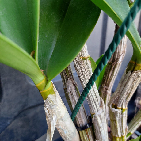 Dendrobium Avrils Gold Orchid