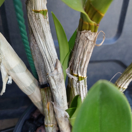 Dendrobium Avrils Gold Orchid