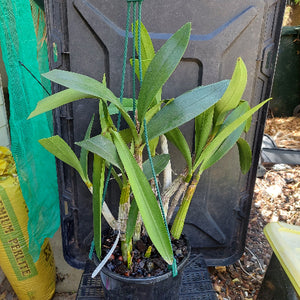 Dendrobium Butter Bright Orchid Division