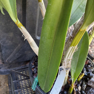 Dendrobium Butter Bright Orchid Division