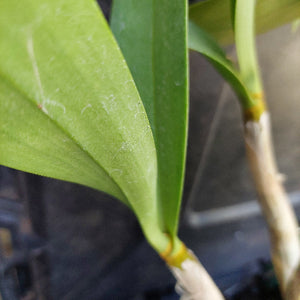 Dendrobium Butter Bright Orchid Division