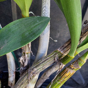 Dendrobium Butter Bright Orchid Division