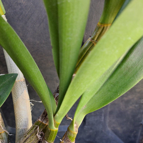 Dendrobium Butter Bright Orchid Division