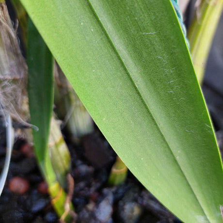 Dendrobium Butter Bright Orchid Division