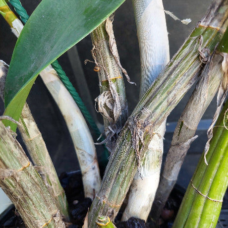 Dendrobium Butter Bright Orchid Division