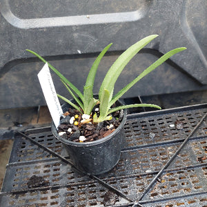 Sarcochilus Orchid Seedling