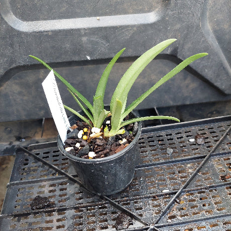 Sarcochilus Orchid Seedling